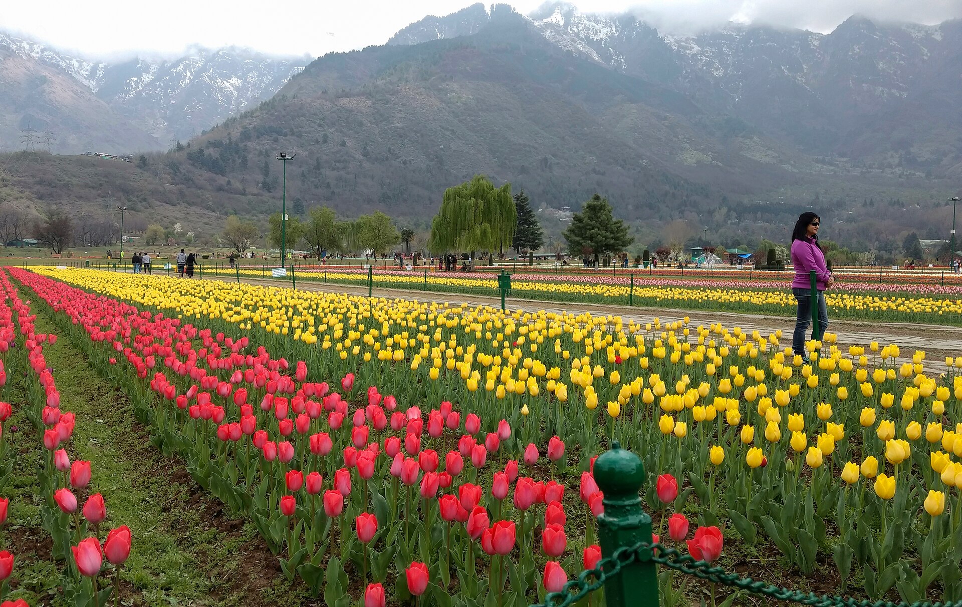 Tulip Garden (Seasonal), Srinagar